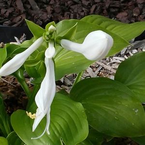 Clothing - household - jewelry